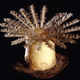 Image for article titled A Rare Collection of Victorian Glass Microbes